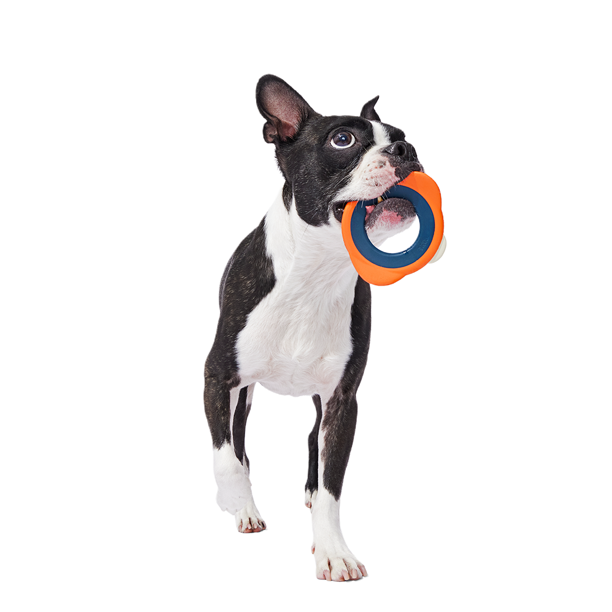 Flingray Super Chewer Durable Fetch Dog Toy