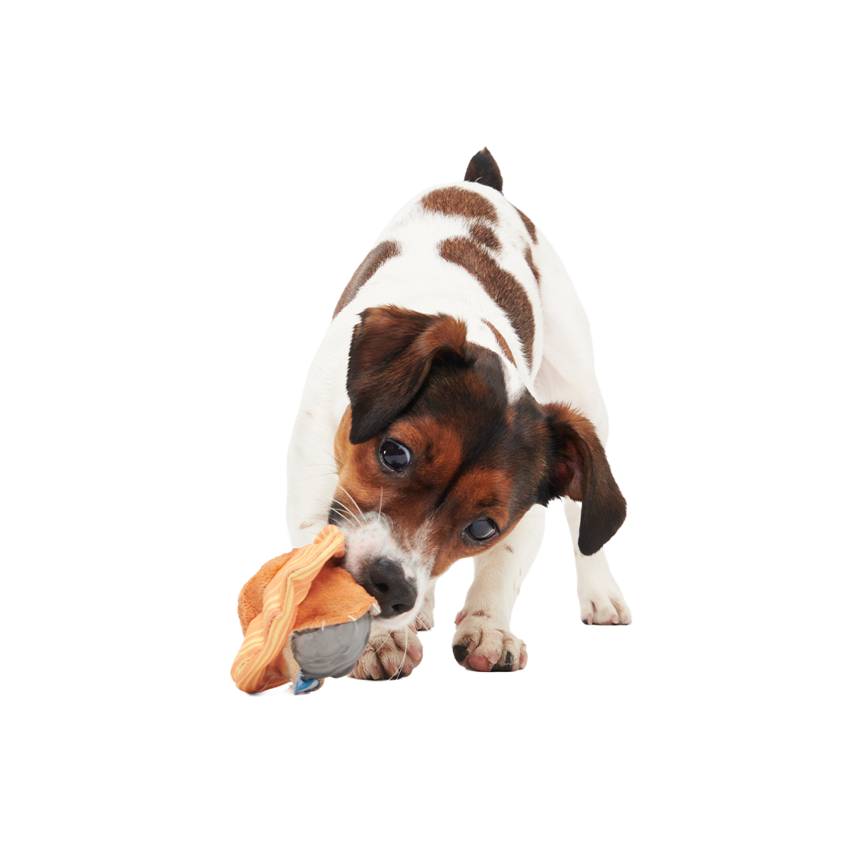 Flings Around Saturn Super Chewer Durable 2-in-1 + Fetch Dog Toy