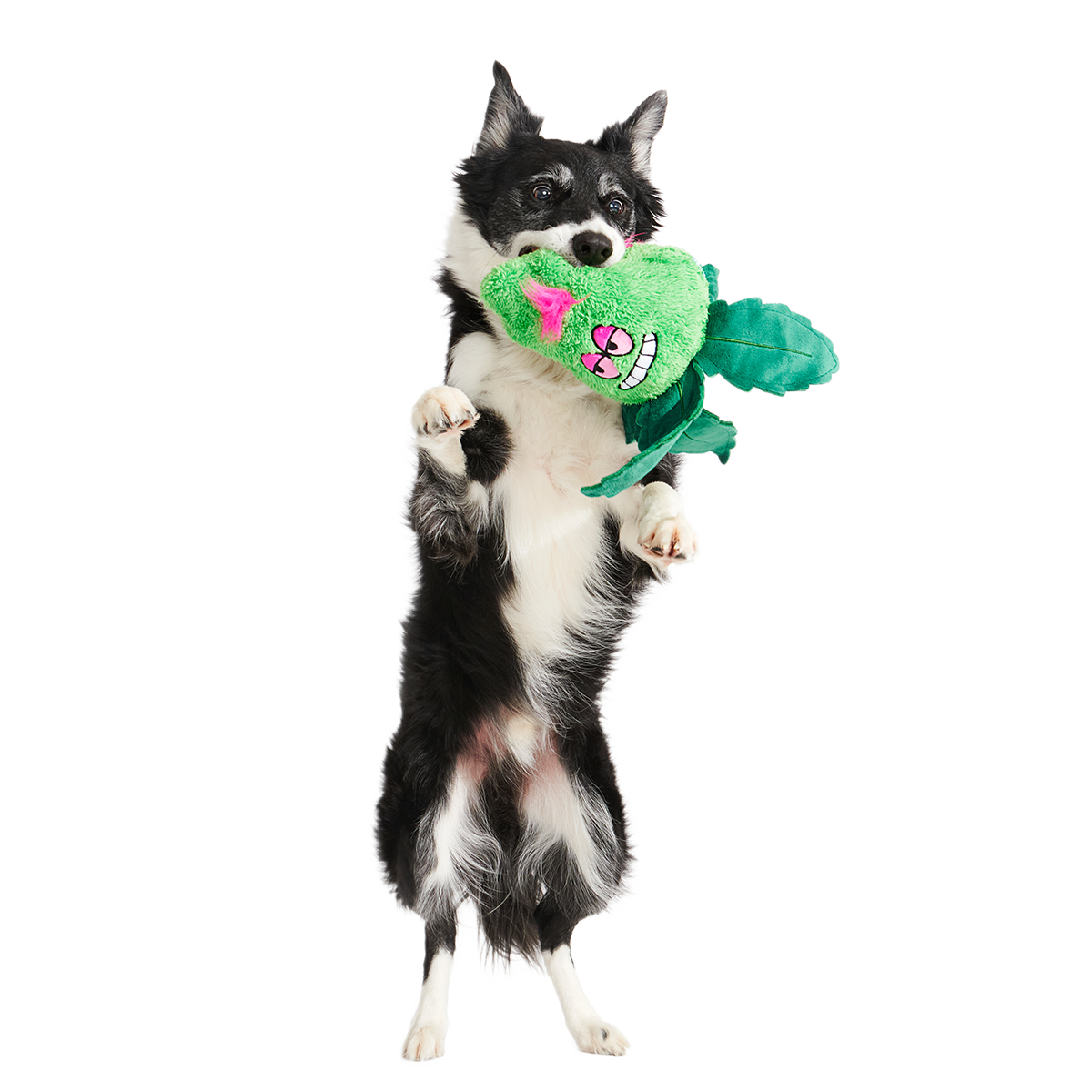 Foggy Green Giant Plush Tug Dog Toy