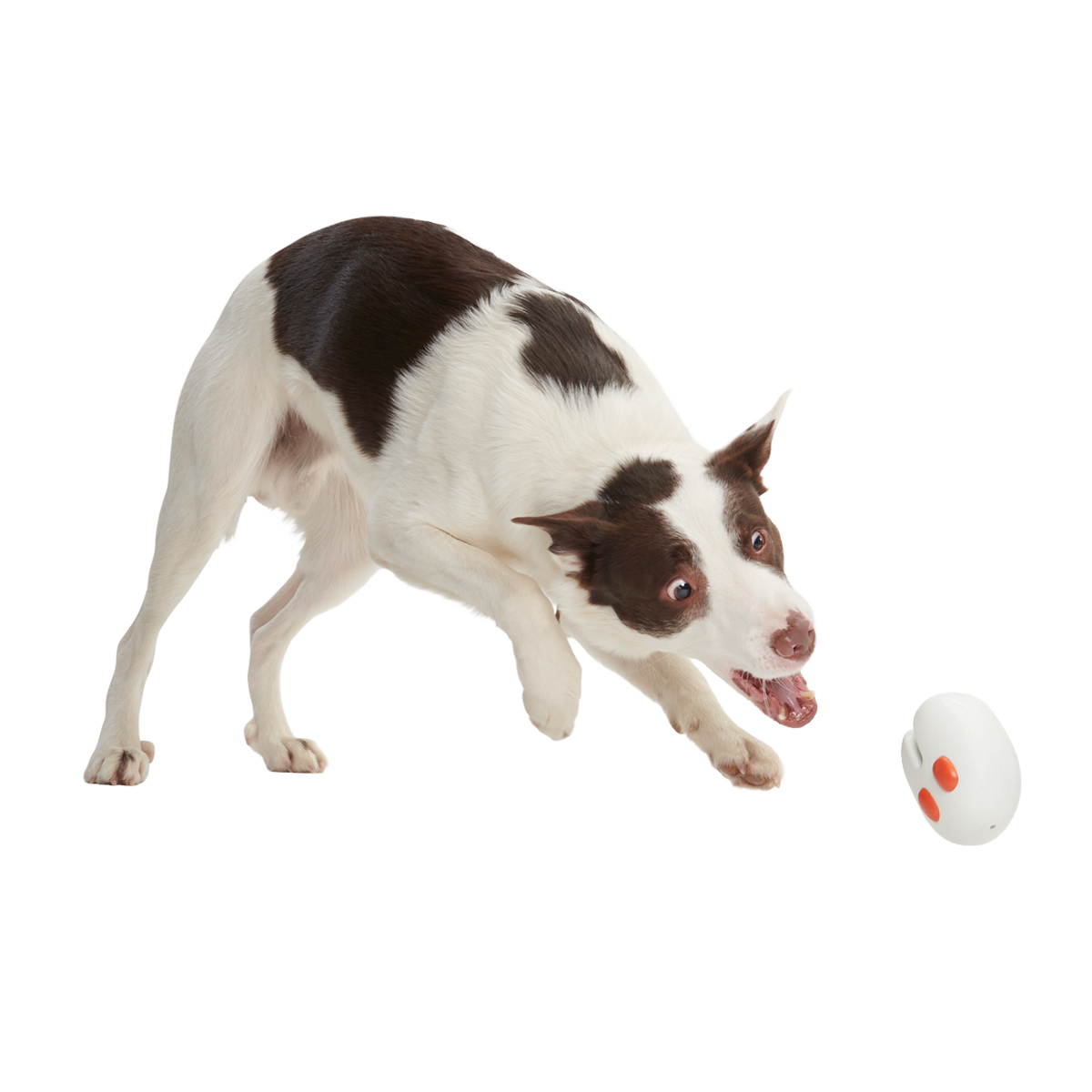 Frank the Fresno Nightcrawler Super Chewer Durable Enrichment Dog Toy