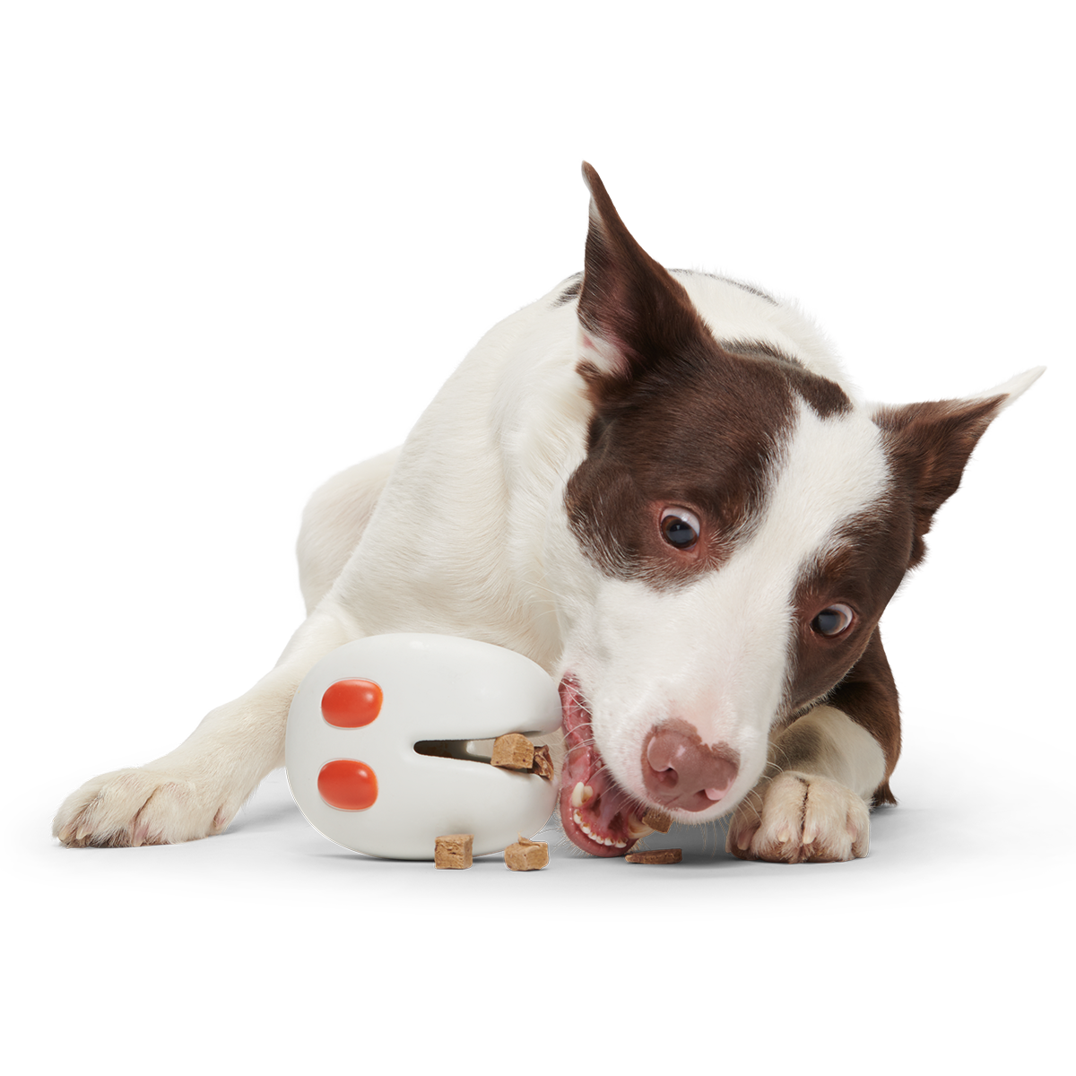 Frank the Fresno Nightcrawler Super Chewer Durable Enrichment Dog Toy