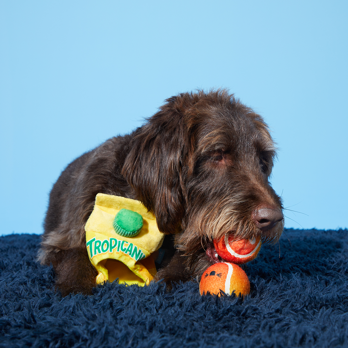 Fresh Squeaked OJ Plush Multi-Part Enrichment + Fetch Dog Toy