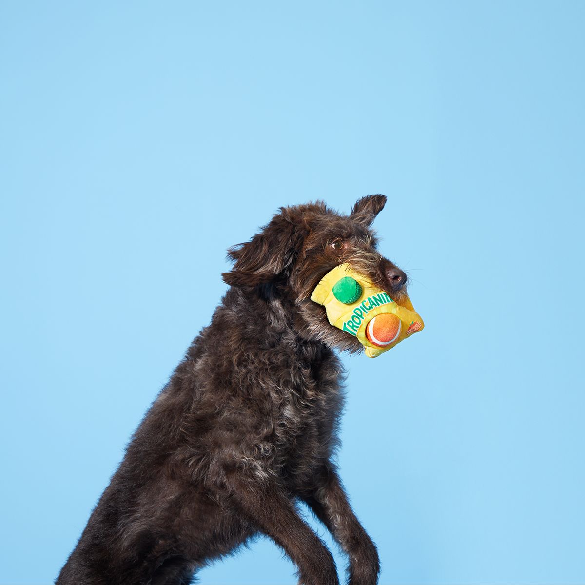 Fresh Squeaked OJ Plush Multi-Part Enrichment + Fetch Dog Toy