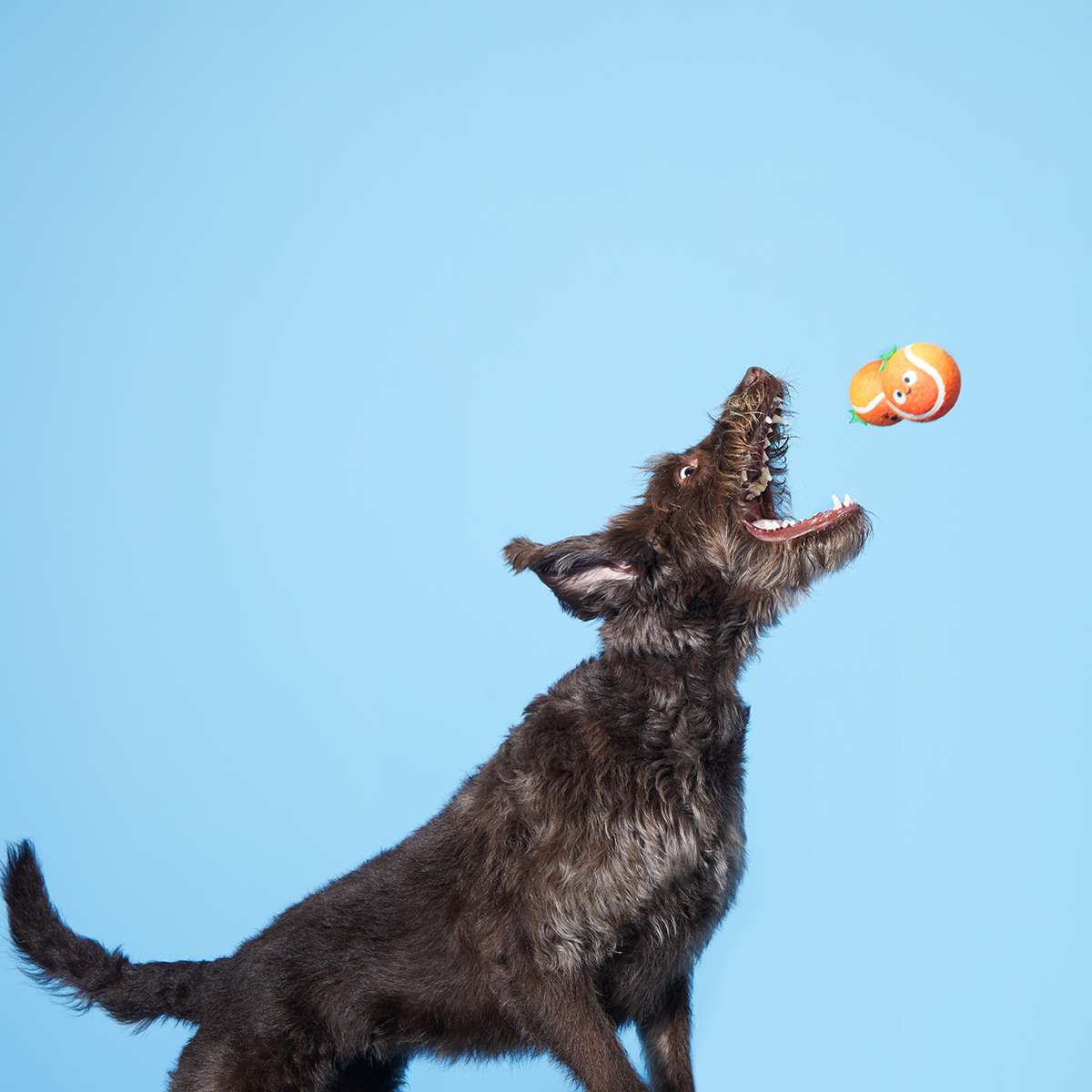 Fresh Squeaked OJ Plush Multi-Part Enrichment + Fetch Dog Toy