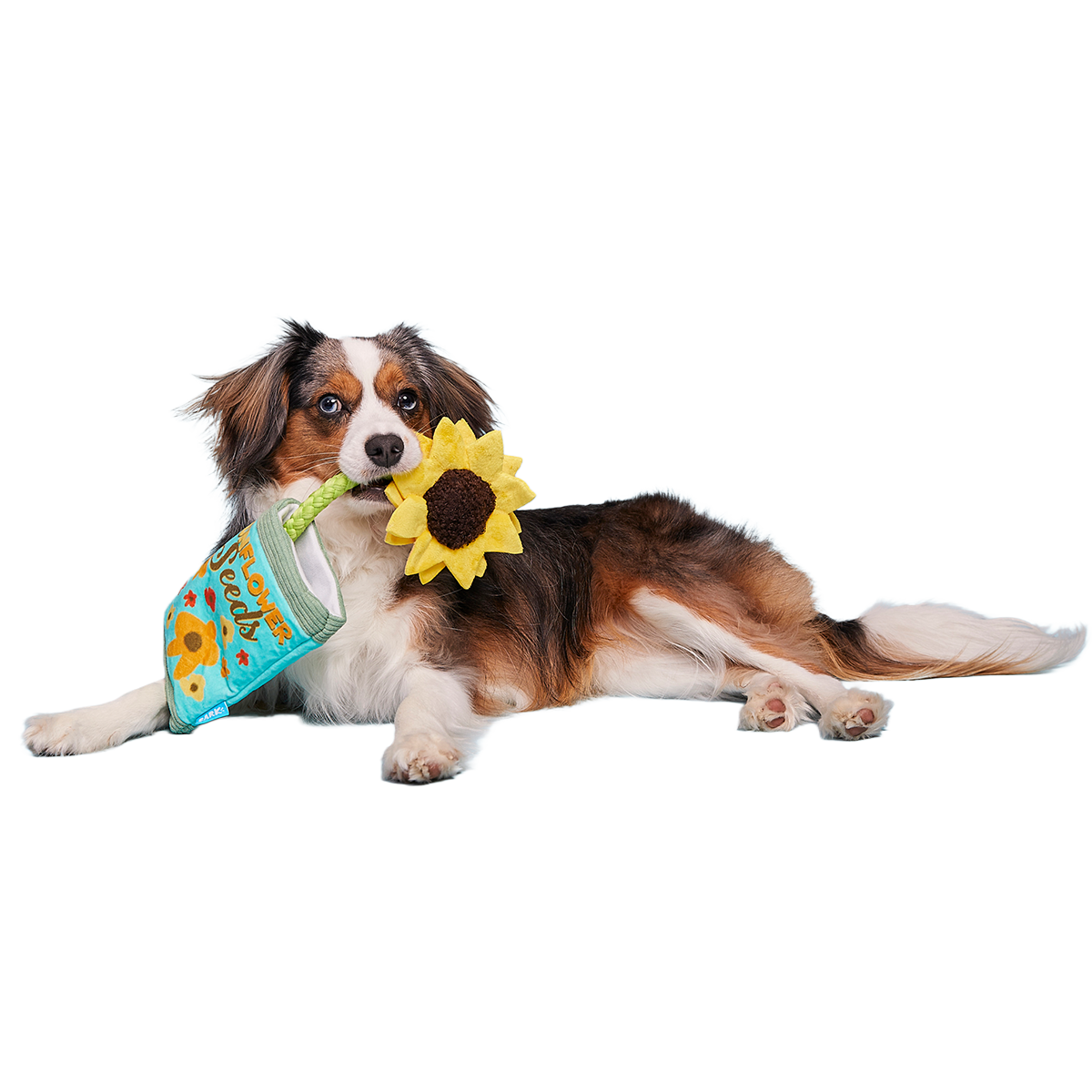 Funflower Seeds Plush Tug Dog Toy