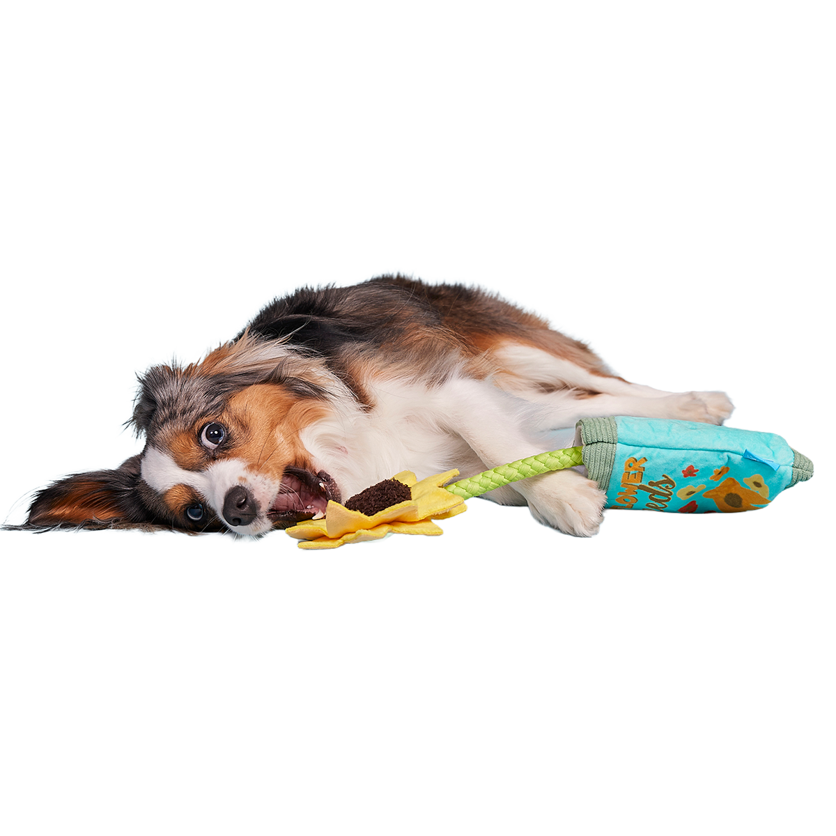 Funflower Seeds Plush Tug Dog Toy