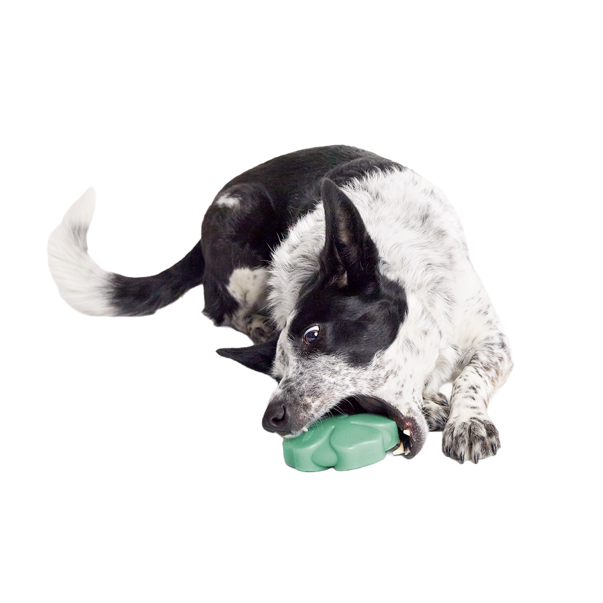 Fur Leaf Clover Super Chewer Durable Gnaw Dog Toy