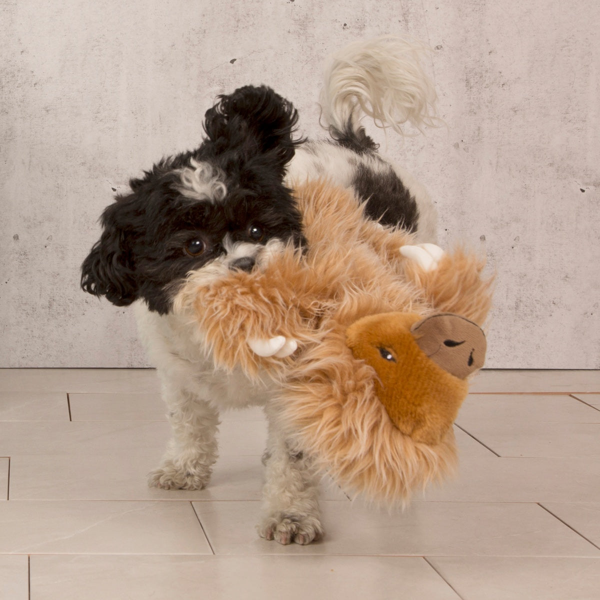 Gordon the Giant Sloth