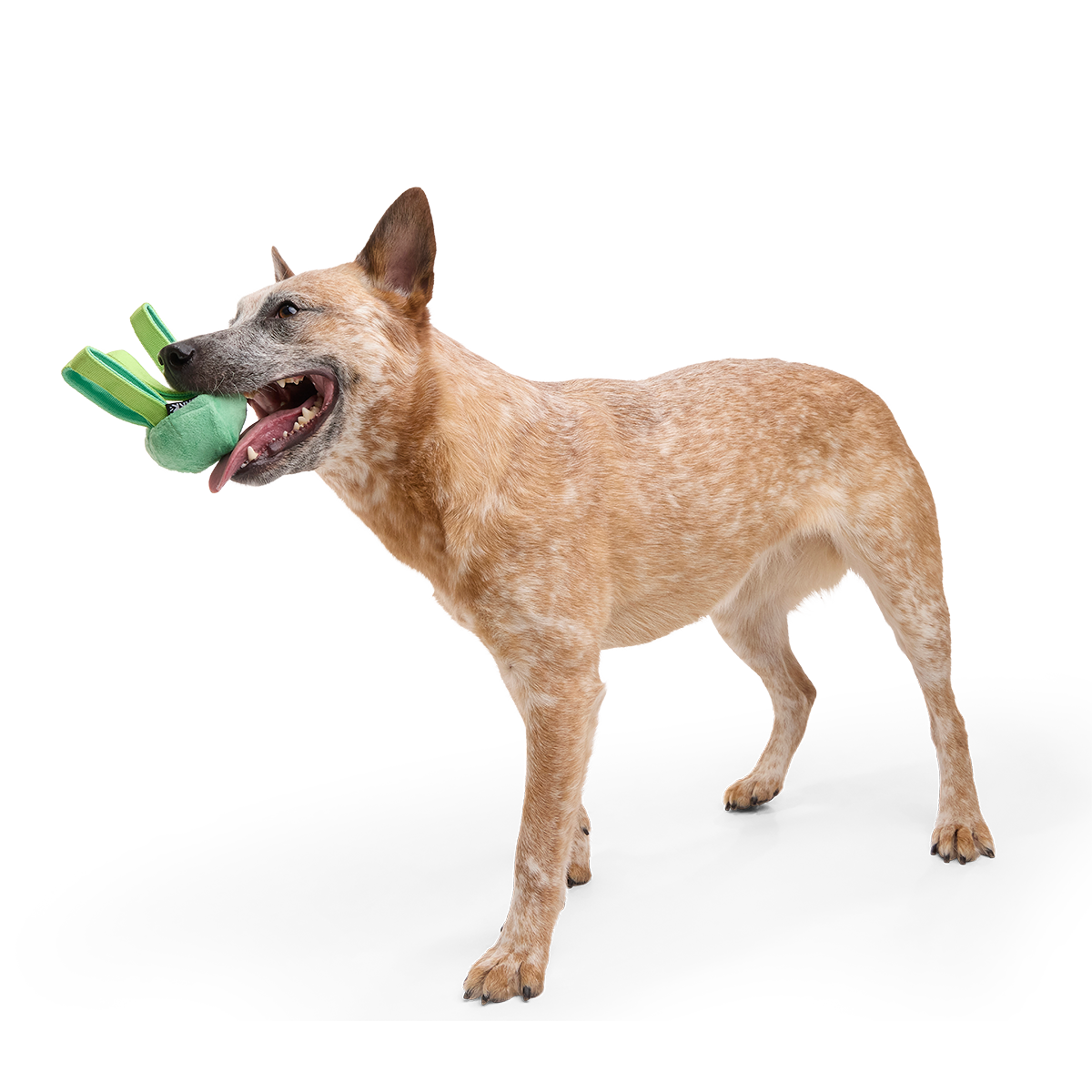 Galactopus Super Chewer Durable 2-in-1 + Tug Dog Toy