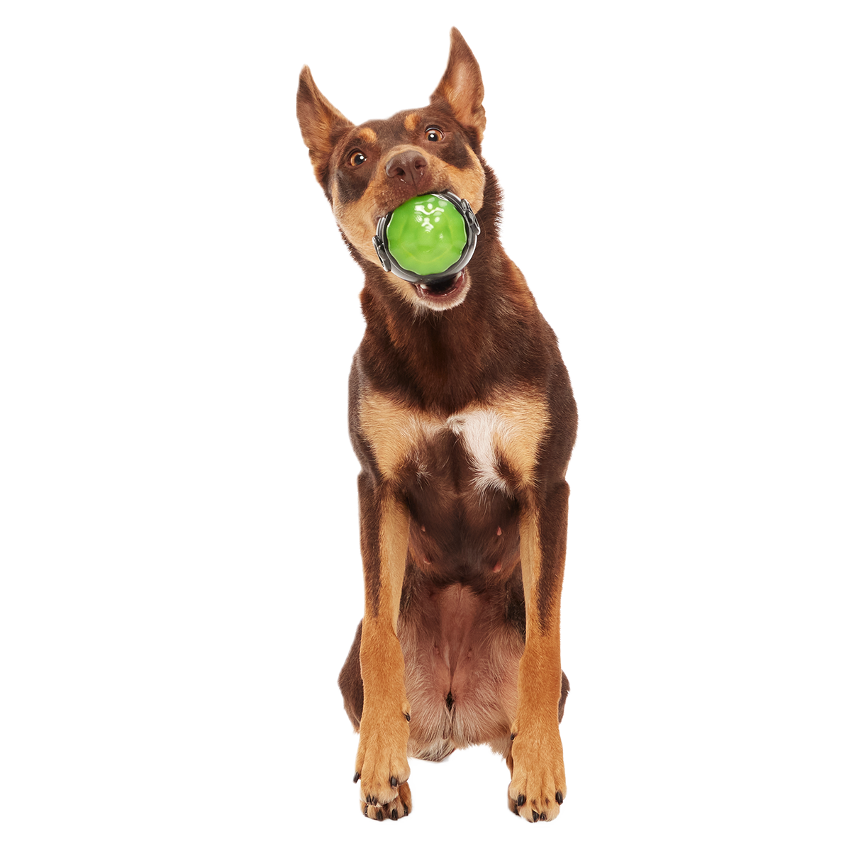 Gnawldron Super Chewer Durable Enrichment Dog Toy