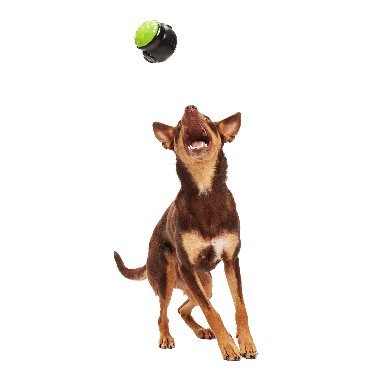 Gnawldron Super Chewer Durable Enrichment Dog Toy