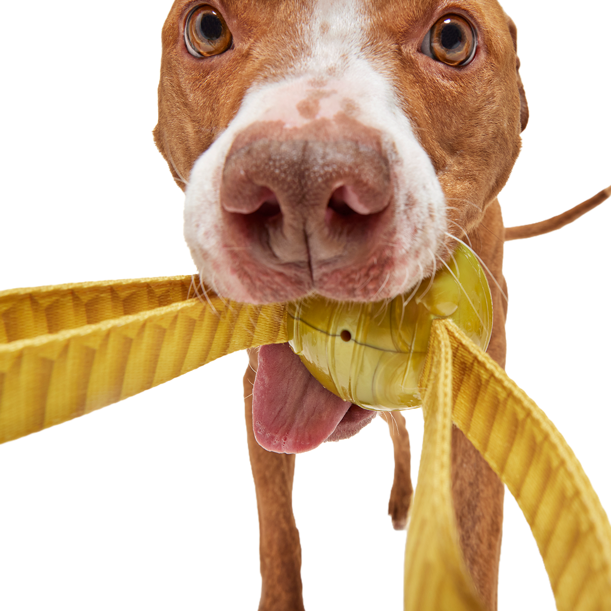The Golden Snitch™ Durable Super Chewer Tug + Fetch Dog Toy