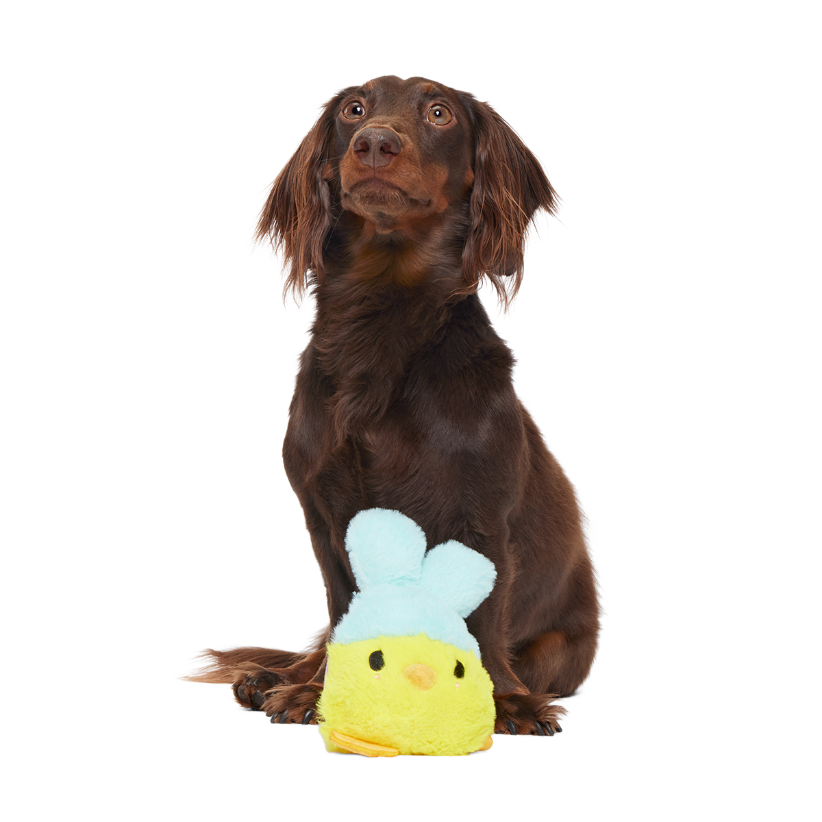 Good Hare Day Chick Super Chewer Durable 2-in-1 + Tug Dog Toy