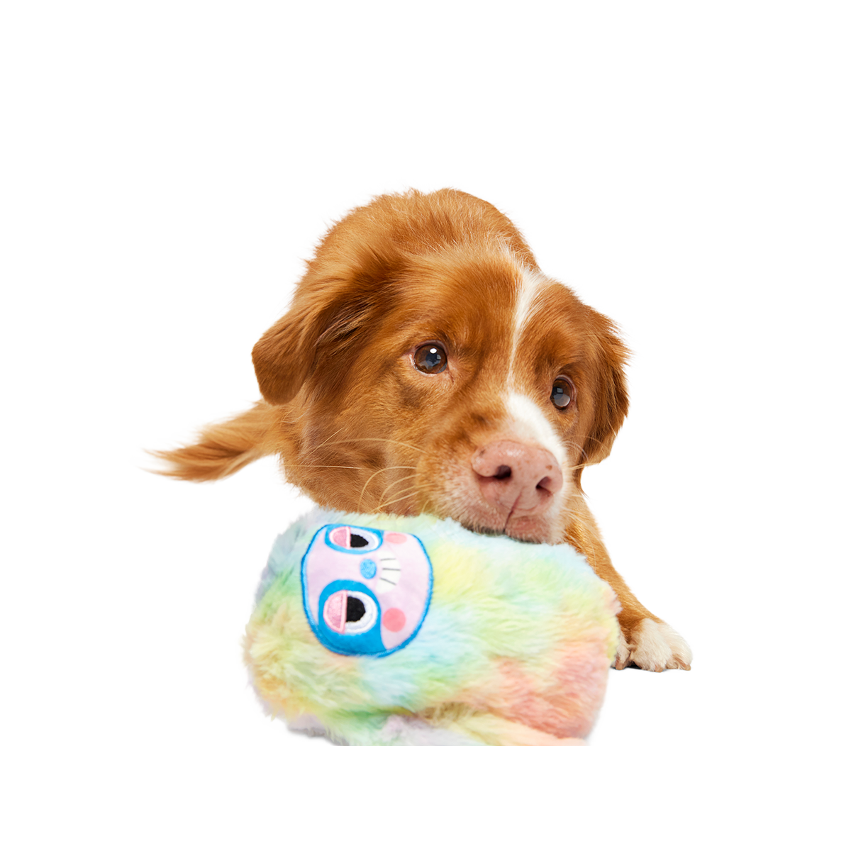 Grateful Ted Super Chewer Durable 2-in-1 + Tug Dog Toy