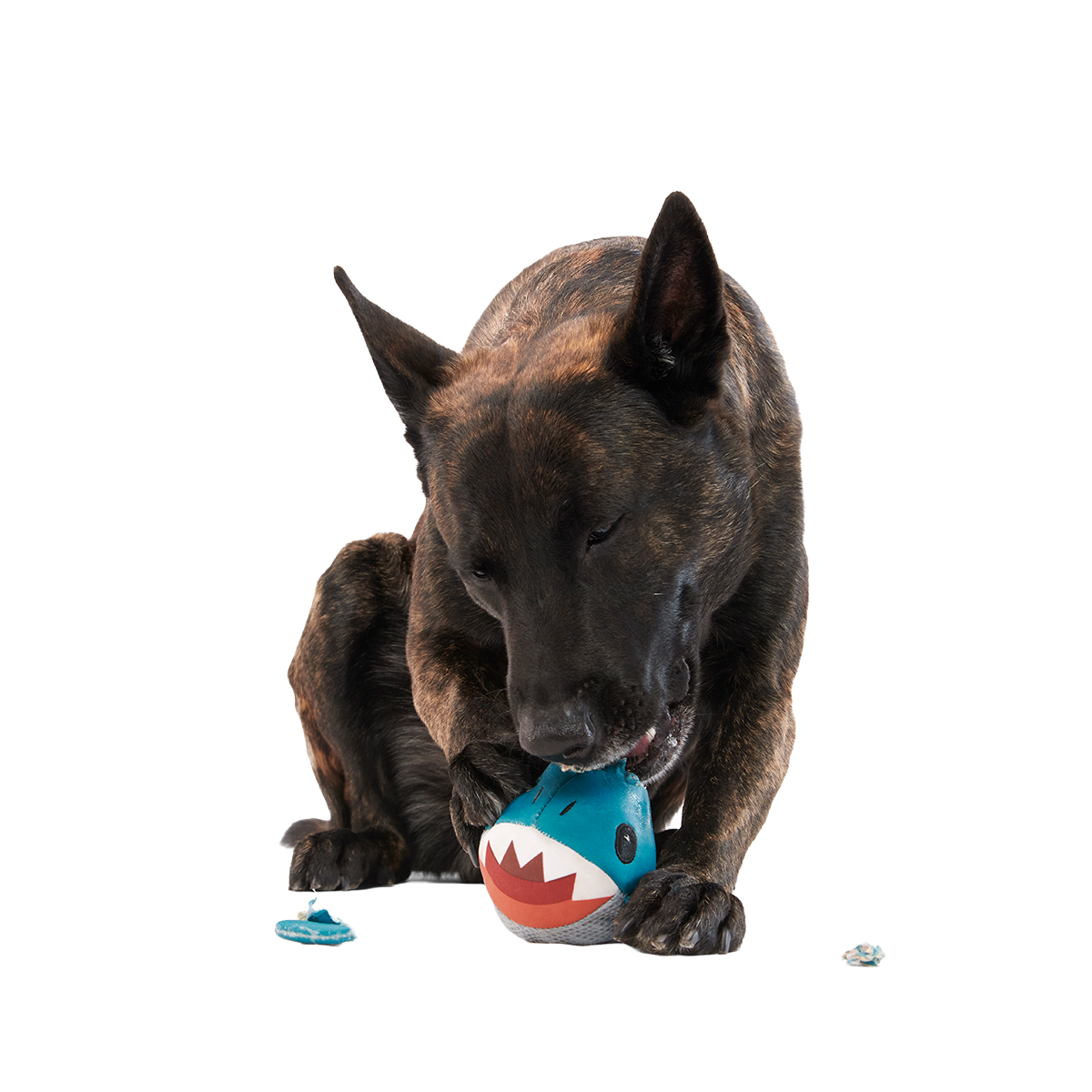Great White Dwight Super Chewer Durable 2-in-1 + Fetch Dog Toy