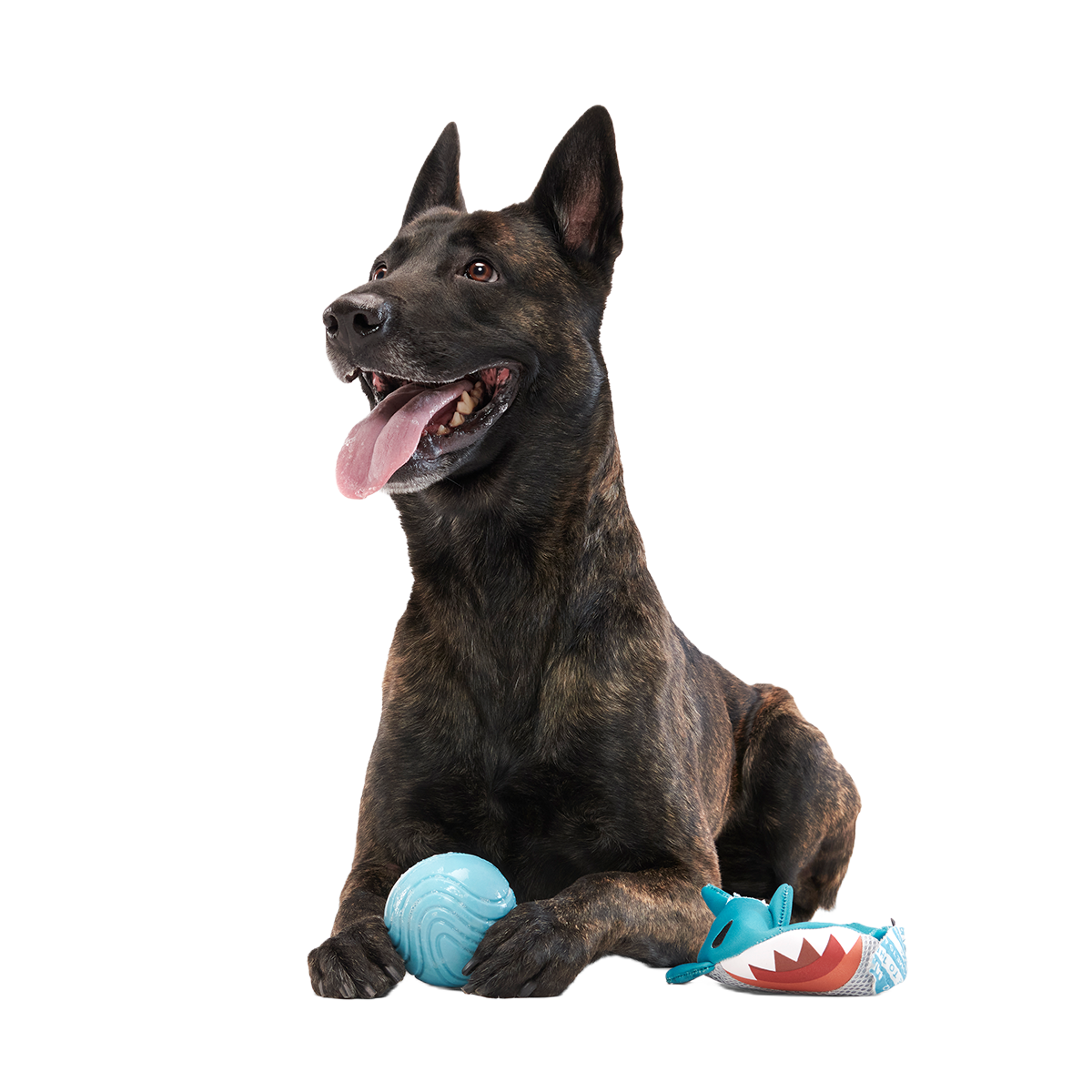 Great White Dwight Super Chewer Durable 2-in-1 + Fetch Dog Toy