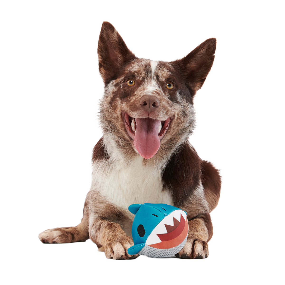 Great White Dwight Super Chewer Durable 2-in-1 + Fetch Dog Toy