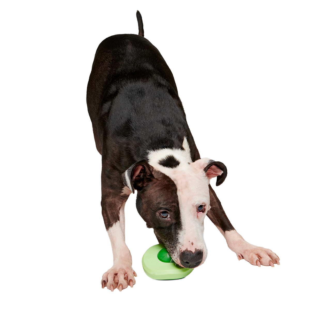 Green Egg Super Chewer Durable Gnaw Dog Toy