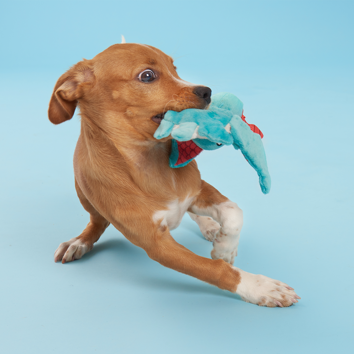Grimbold the Dragon Plush Tug Dog Toy