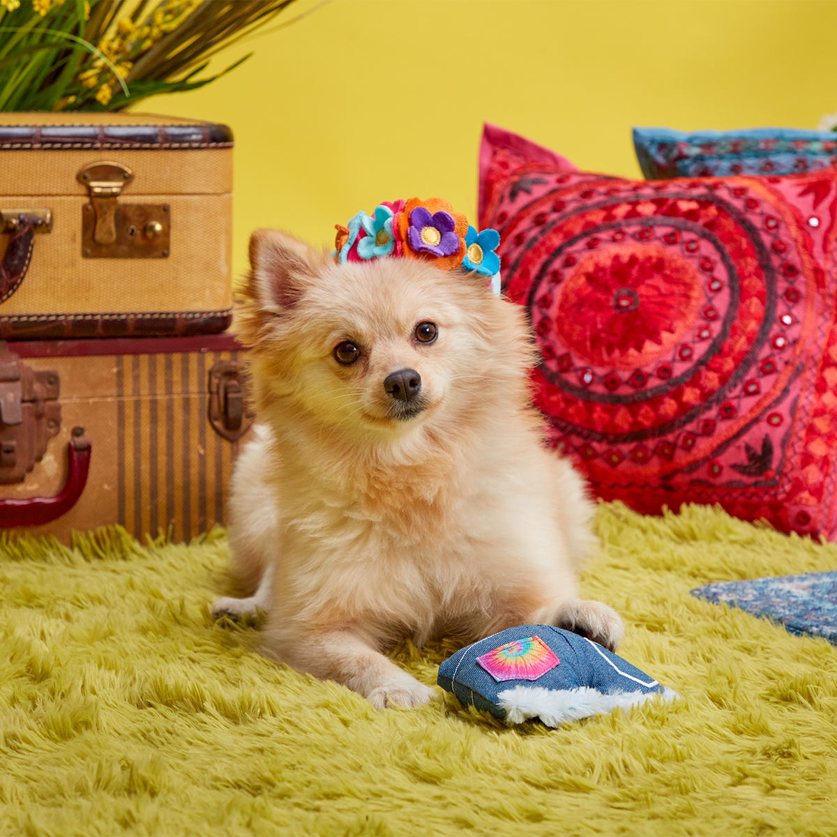 Grrroovy Threads Plush Multi-Part + Wearable Dog Toy