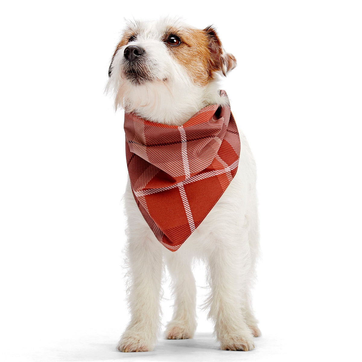 Fall Reversible Dog Bandana