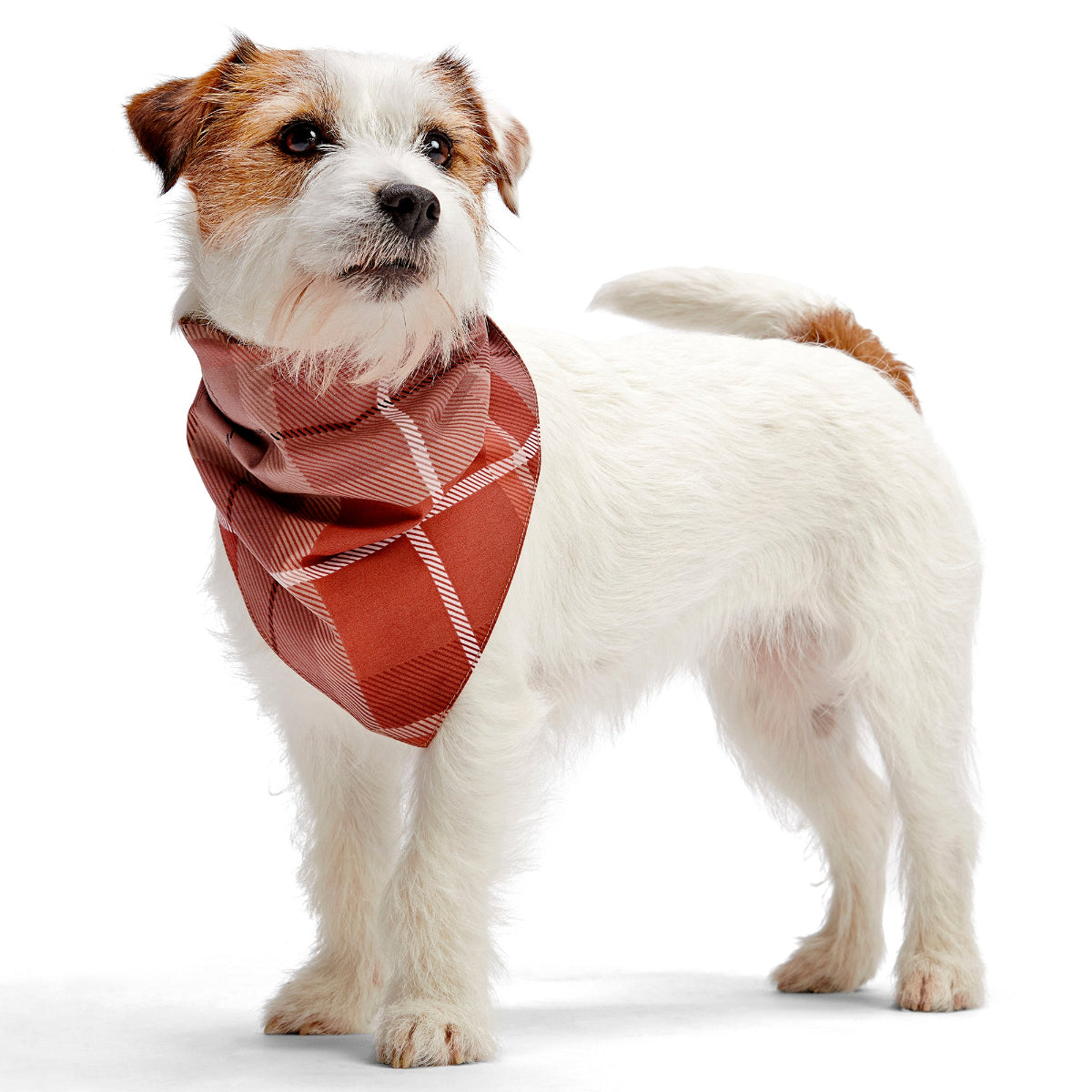 Fall Reversible Dog Bandana