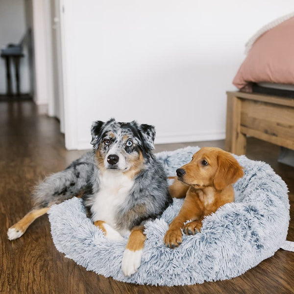 Treats, Toys & A Bonus Bed
