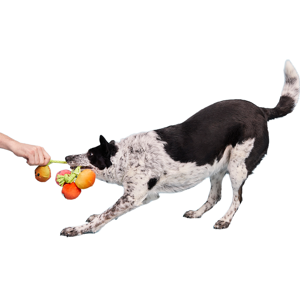 Hairloom Tomatoes Plush Tug Dog Toy