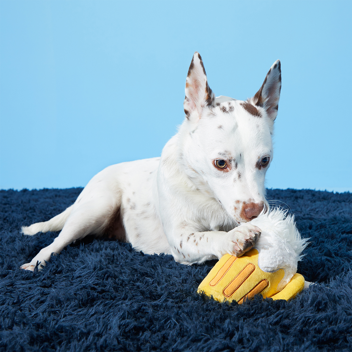 Hair of the Dog Plush 2-in-1 + Tug Dog Toy