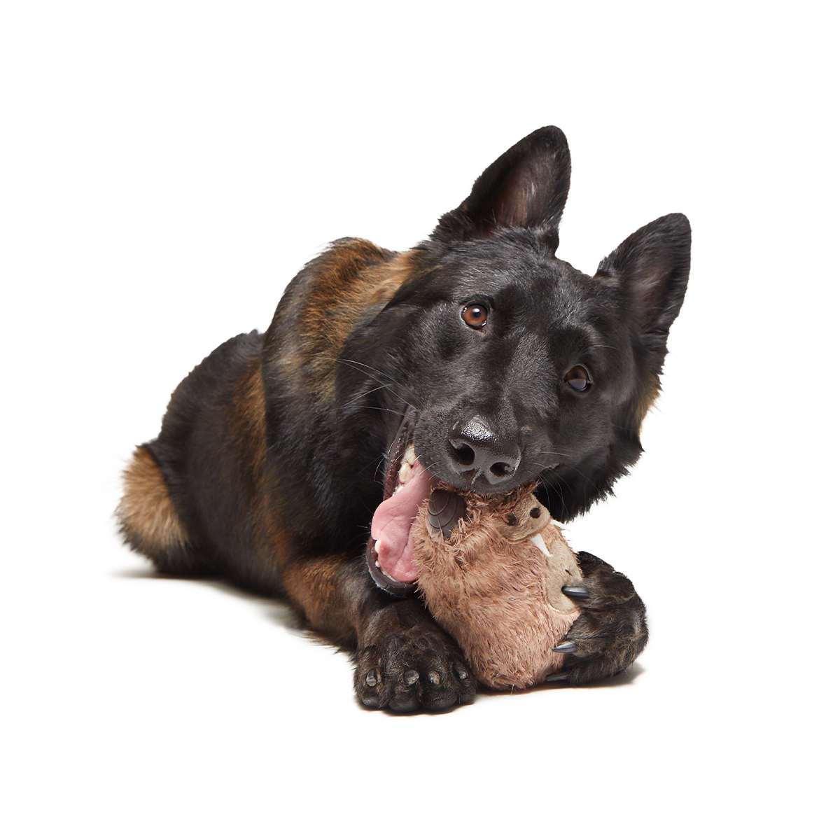 Hairwolf Super Chewer Durable 2-in-1 + Enrichment Dog Toy