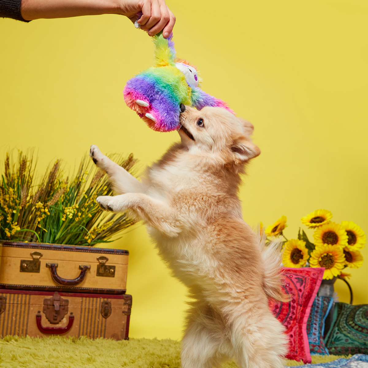 Hairy Garcia Plush Tug Dog Toy