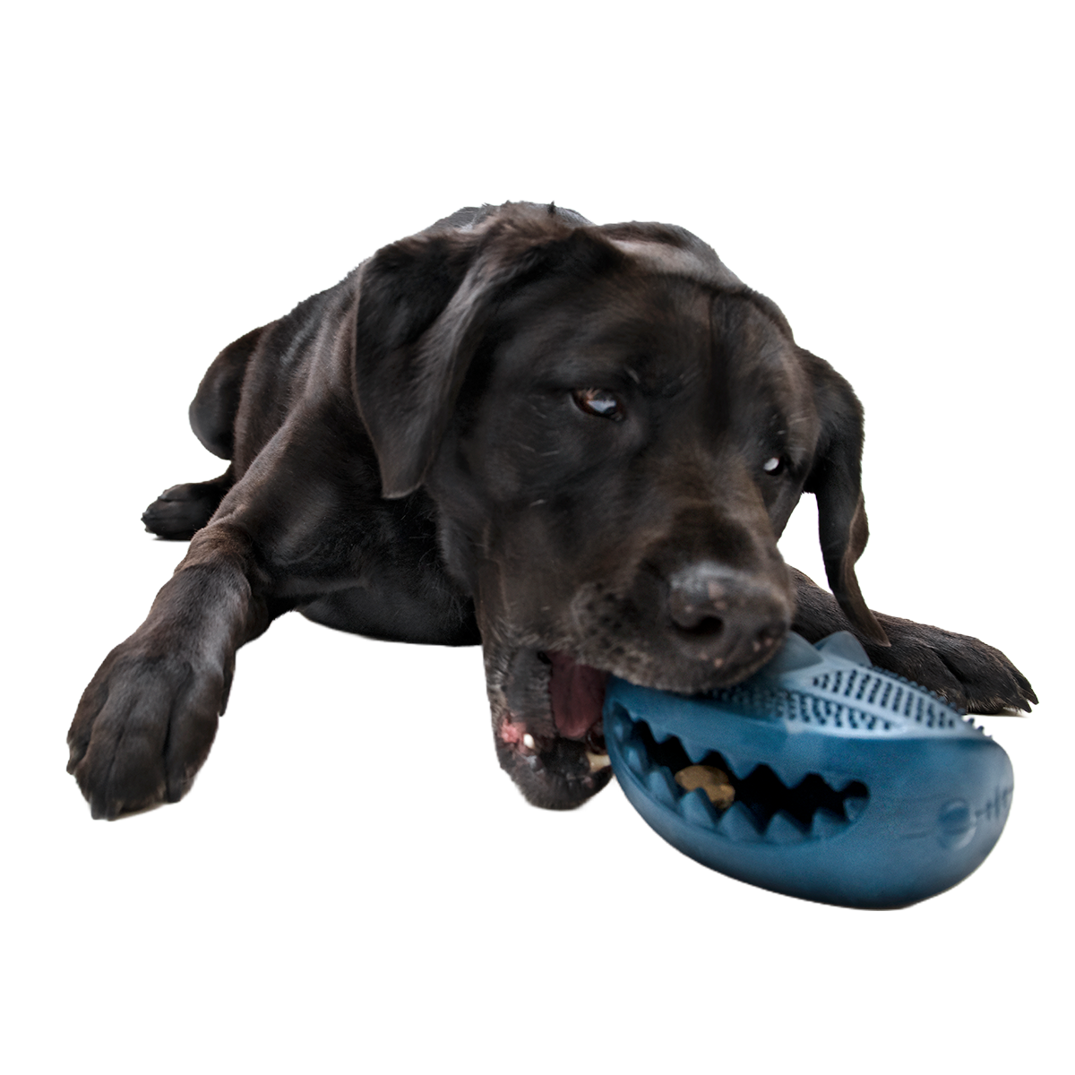 Hammer Fed Shark Super Chewer Durable Enrichment Dog Toy