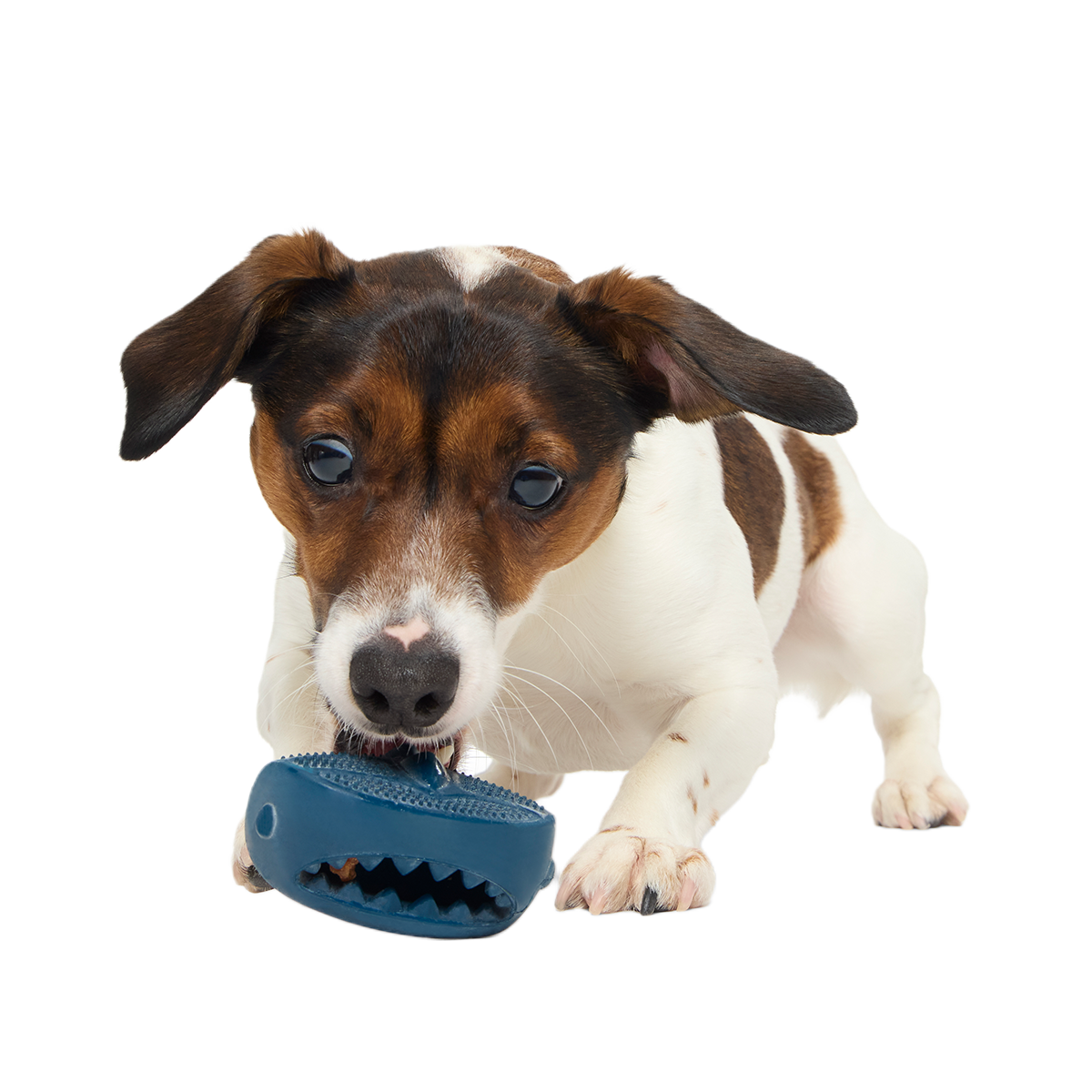 Hammer Fed Shark Super Chewer Durable Enrichment Dog Toy