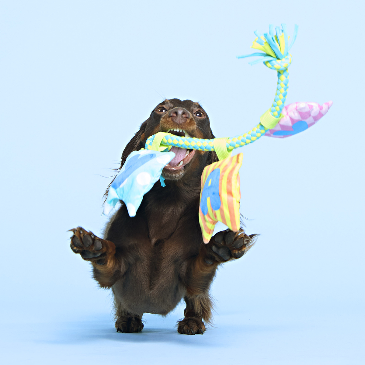 Happy Yay Banner Plush Tug Dog Toy