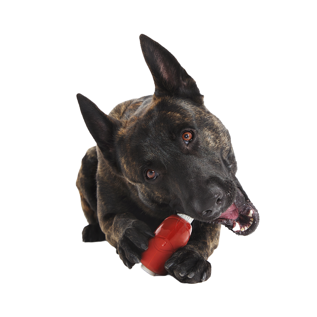 Hardy Ham Super Chewer Durable Gnaw Dog Toy