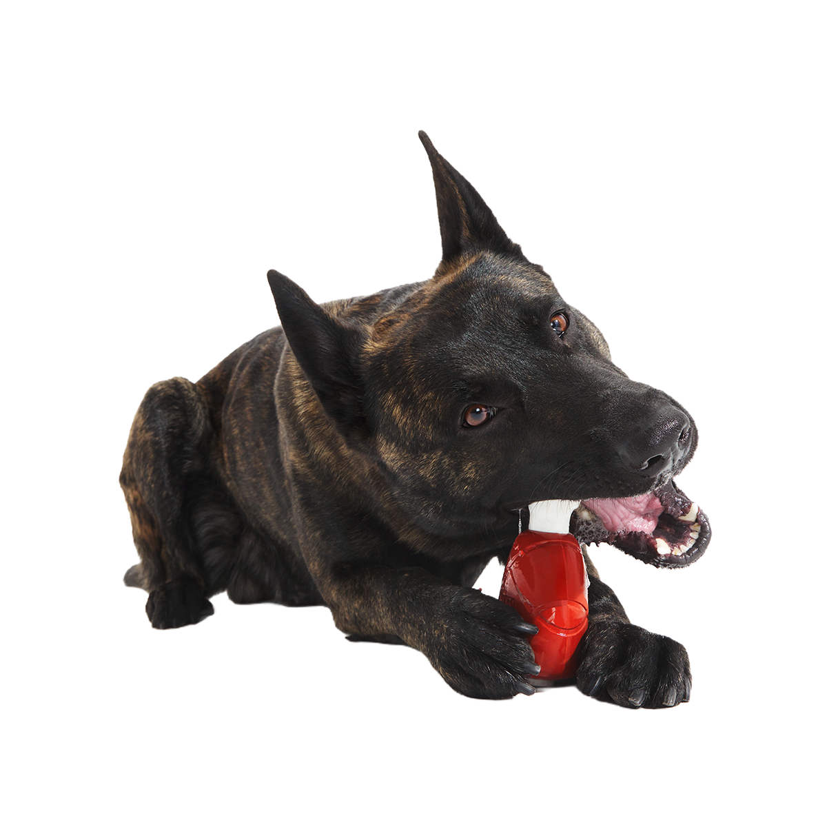 Hardy Ham Super Chewer Durable Gnaw Dog Toy