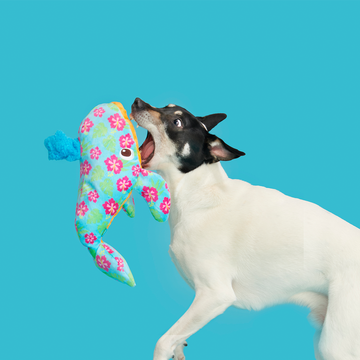 Hawaiian Humpbark Whale Plush Tug + Extra-Large Dog Toy