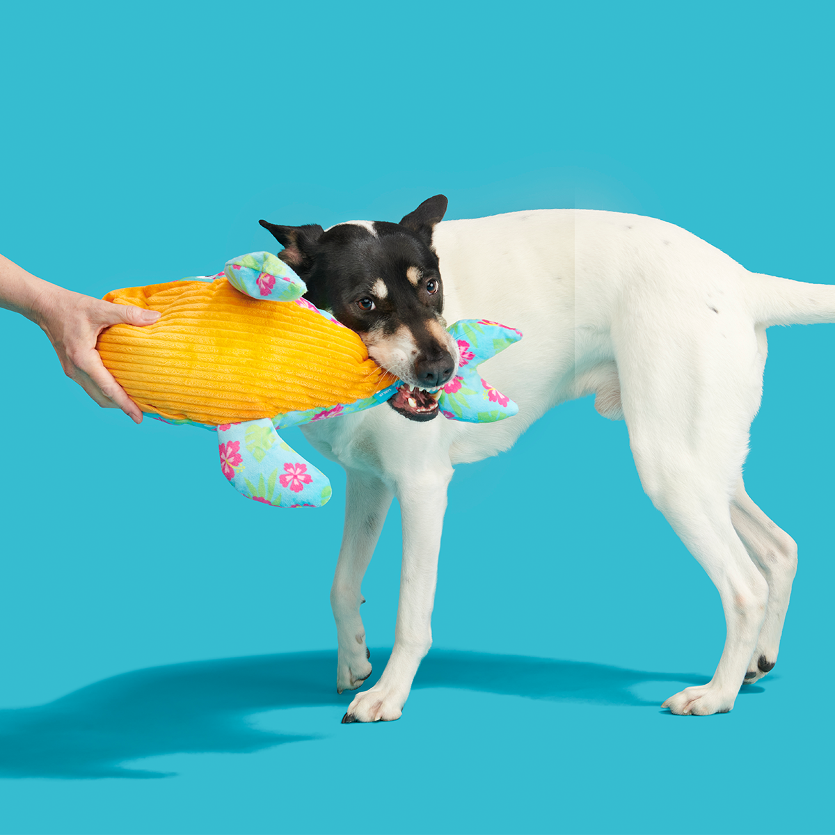 Hawaiian Humpbark Whale Plush Tug + Extra-Large Dog Toy