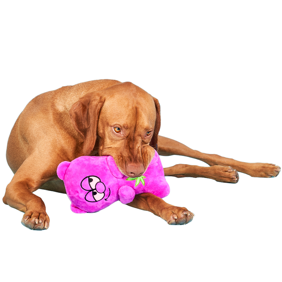 Heady Bear Plush Dog Toy