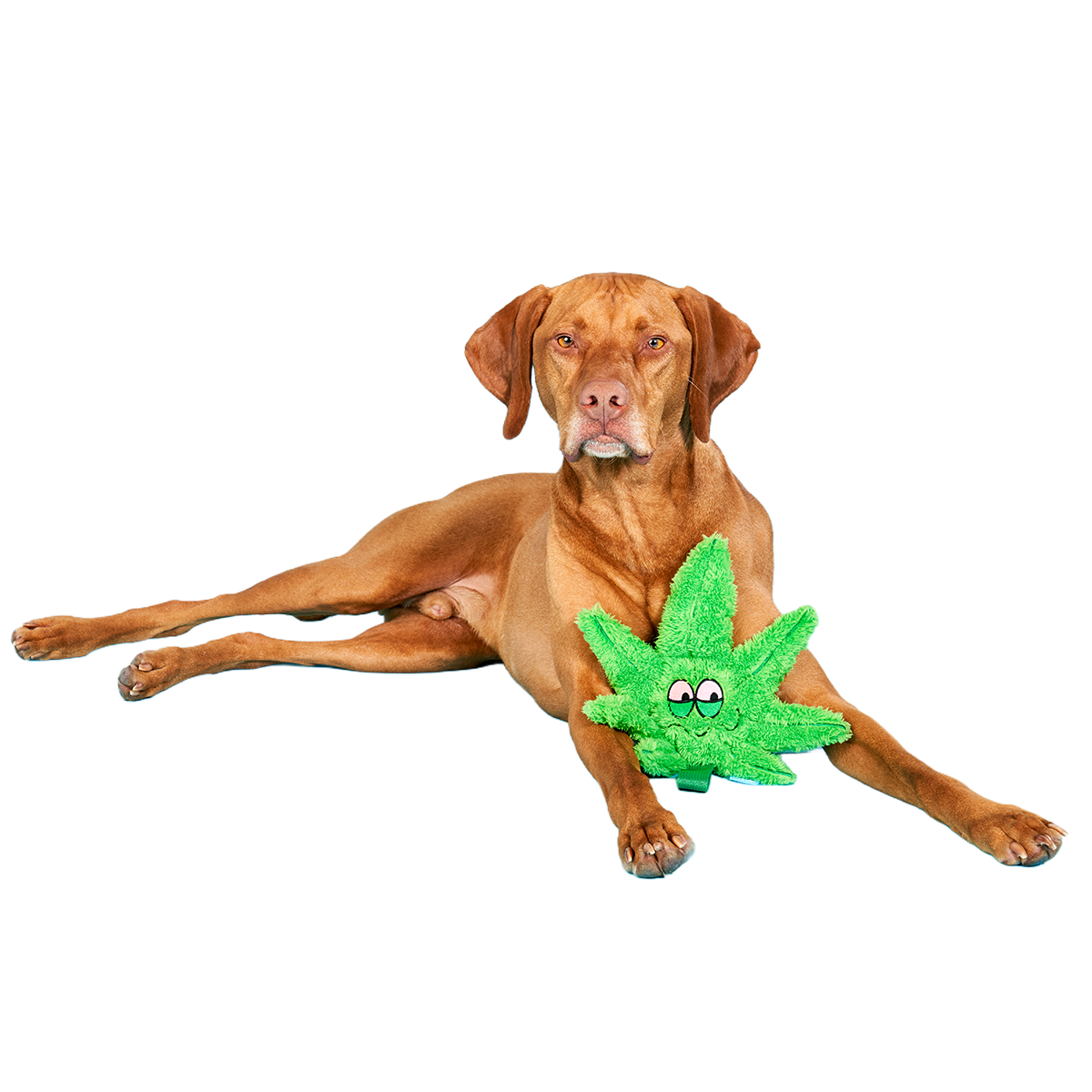 Herb Plush Tug Dog Toy