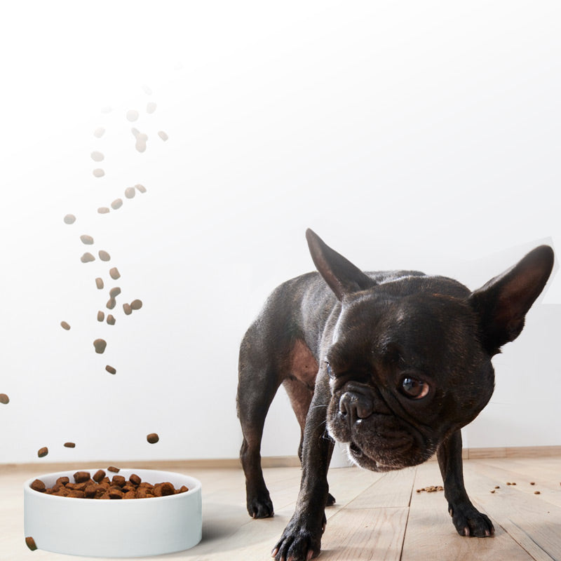 Dog Food: Kibble & Dry Food for Dogs