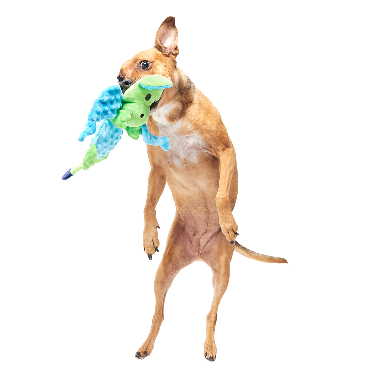 Humbert the Dragon Plush Tug Dog Toy