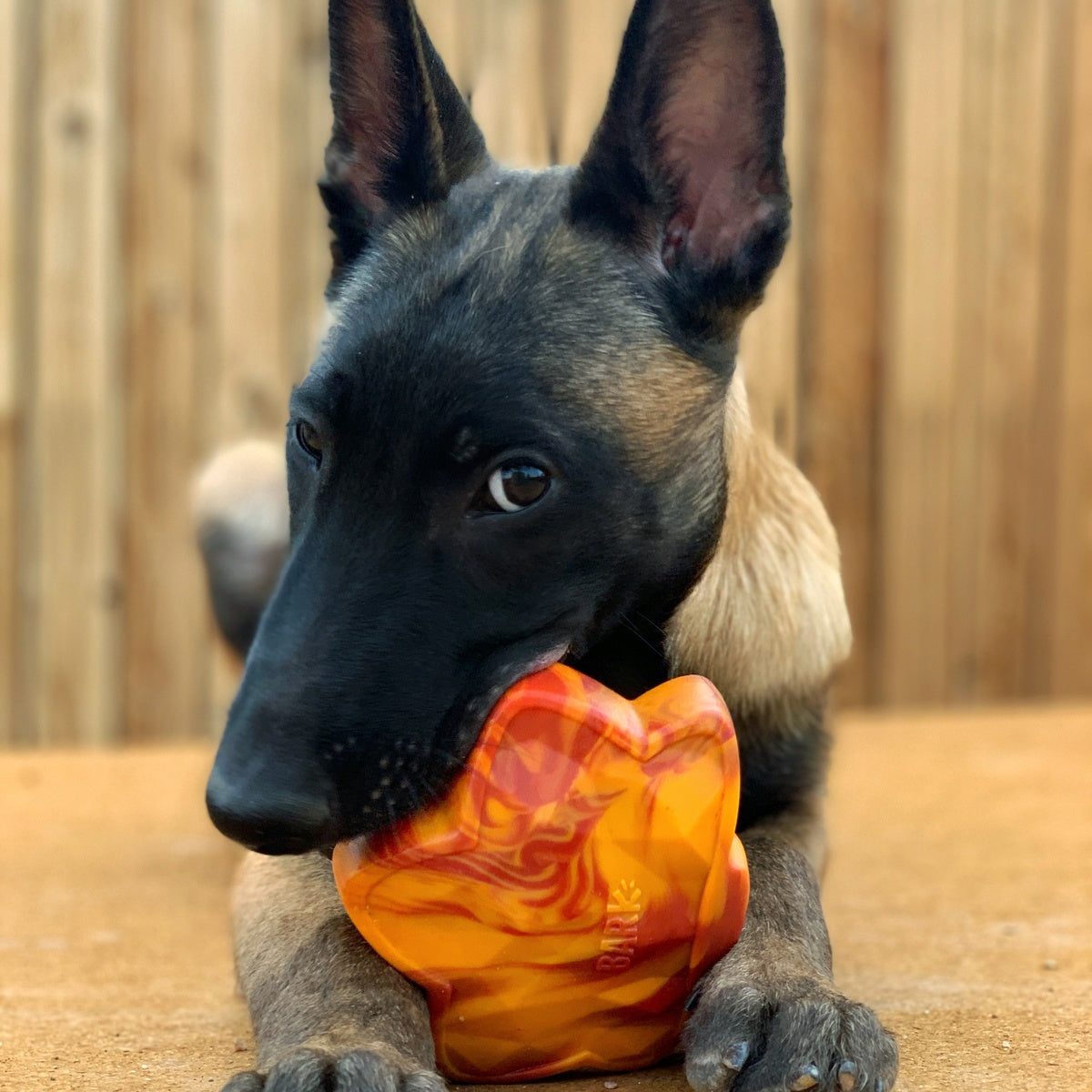 Mighty Maple Leaf Durable Super Chewer Gnaw Dog Toy – BARK