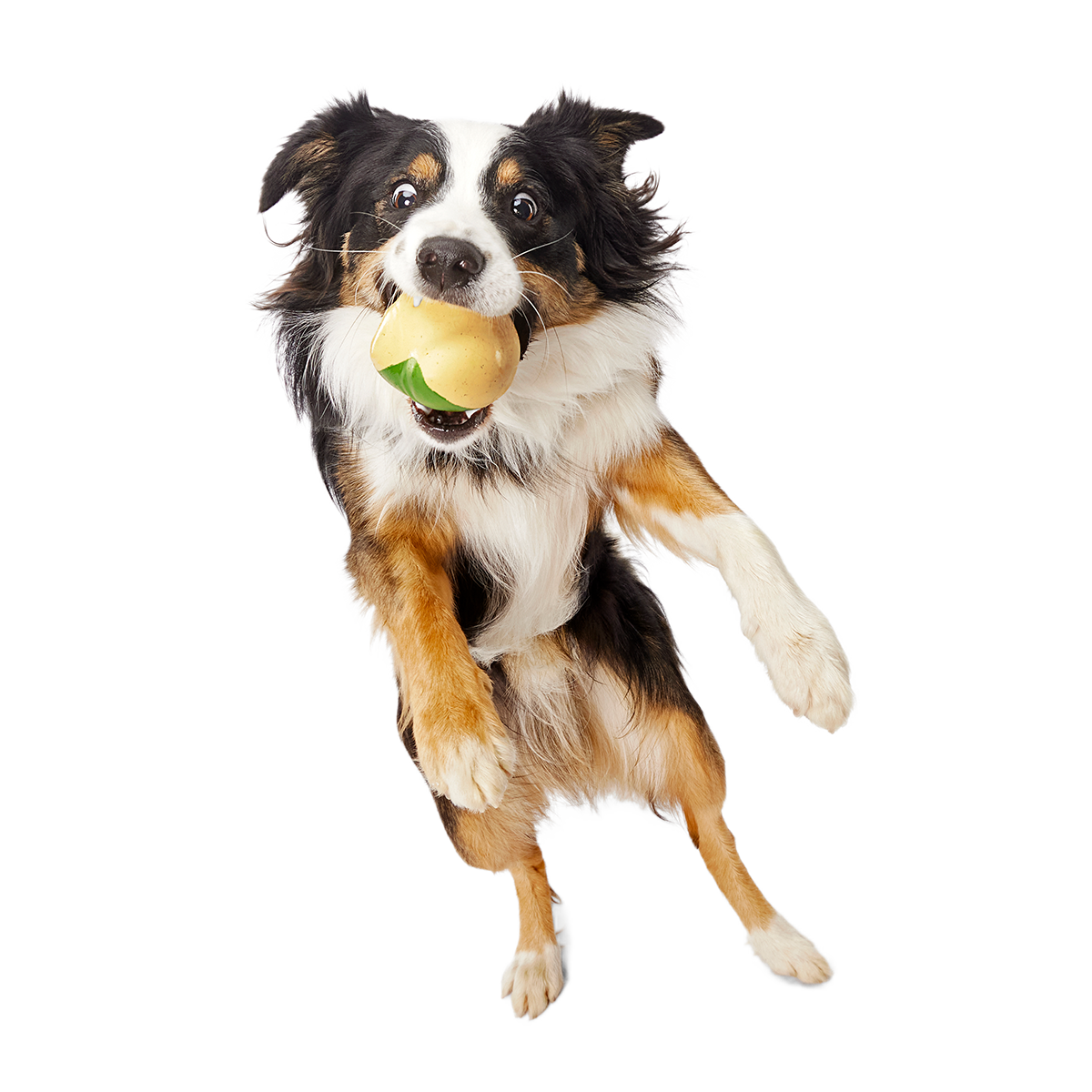Jabba the Hut ™ Slobber Lobber Super Chewer Durable Fetch Dog Toy