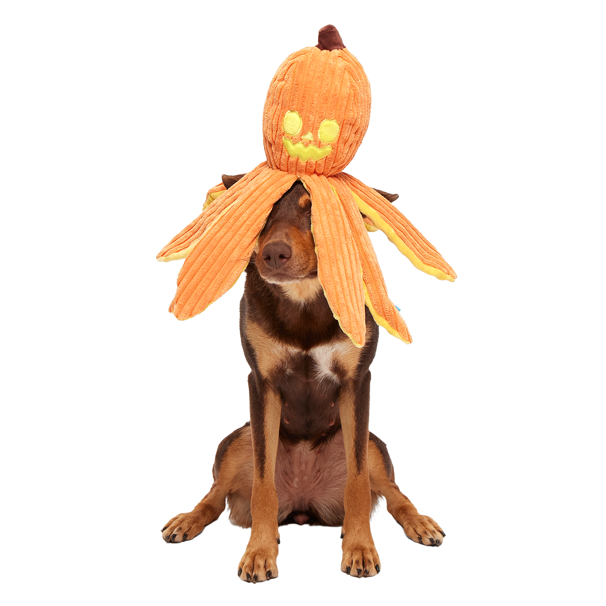 Jack-Ollie Lantern Plush Tug Dog Toy