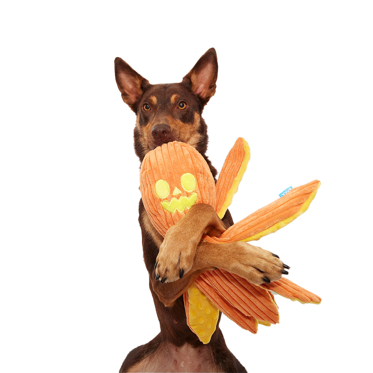 Jack-Ollie Lantern Plush Tug Dog Toy