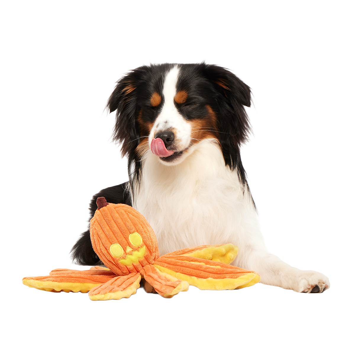 Jack-Ollie Lantern Plush Tug Dog Toy