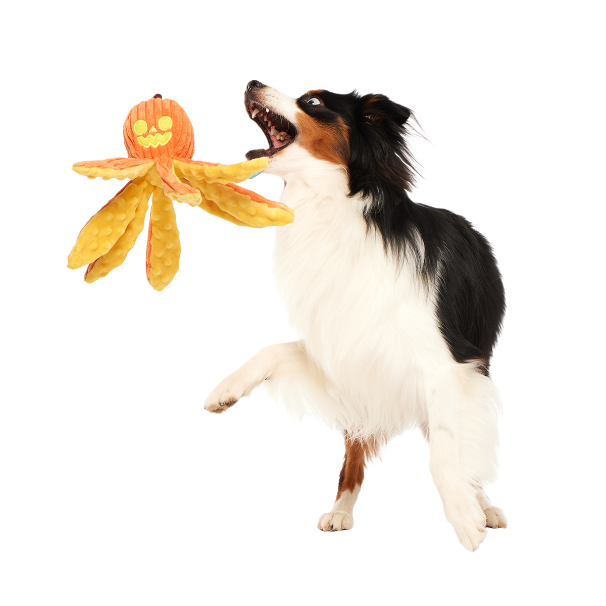 Jack-Ollie Lantern Plush Tug Dog Toy