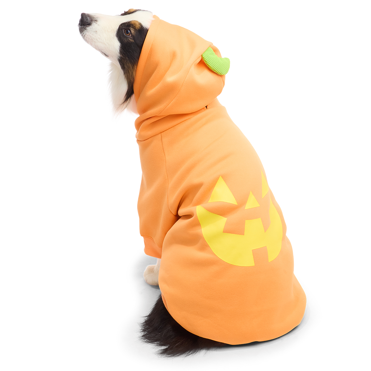Jack O'Lantern Dog Hoodie