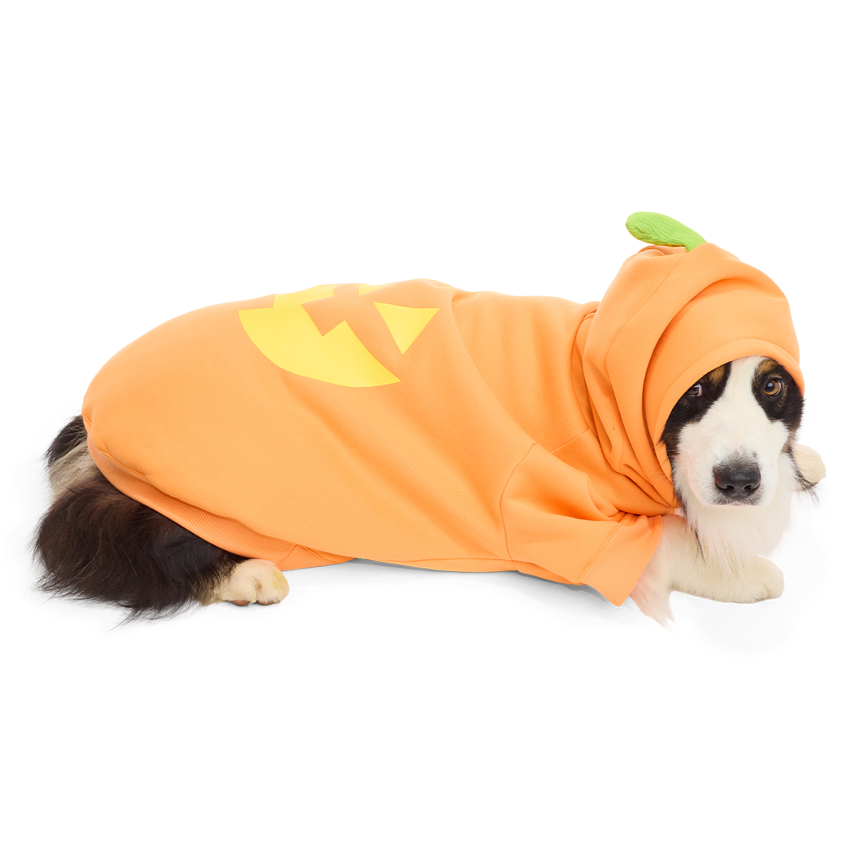 Jack O'Lantern Dog Hoodie